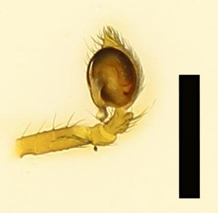 Réf. 184 275 : Nigma puella